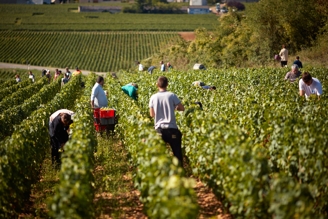 Domaine Jacques Prieur Vendanges #4