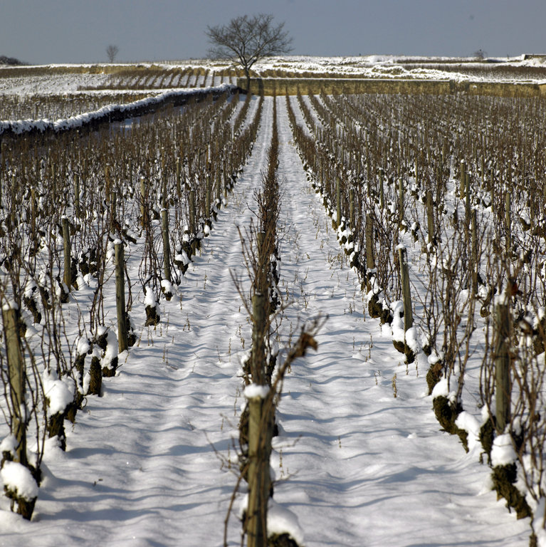 Domaine Jacques Prieur Vignes Hiver Neige