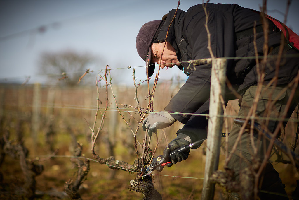 Domaine Jacques Prieur la taille hivernale