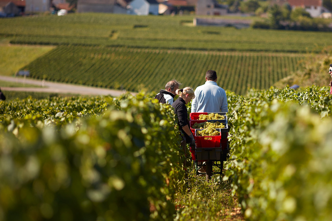 Domaine Jacques Prieur Harvests #3