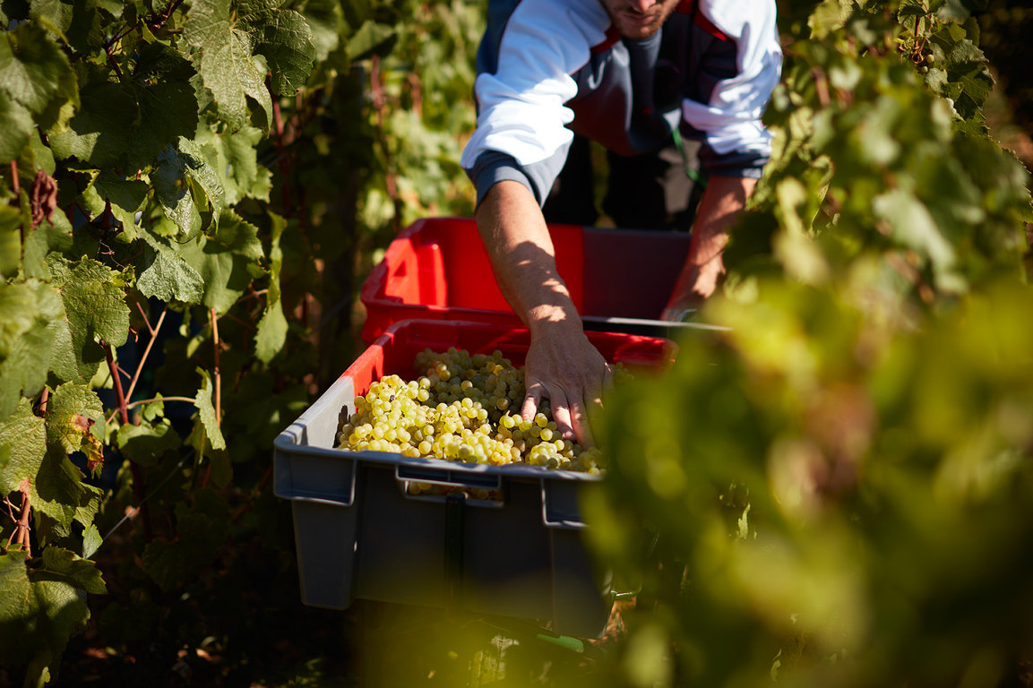 Domaine Jacques Prieur Harvests #5