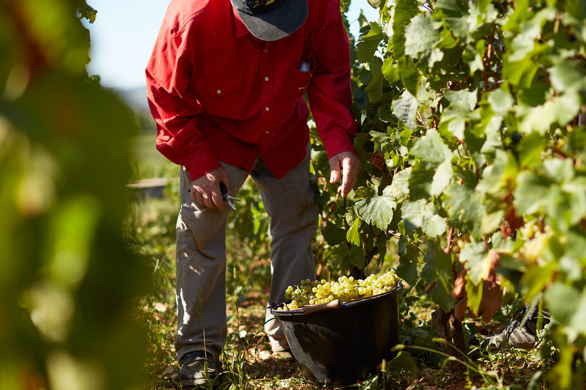 Domaine Jacques Prieur Harvests #6