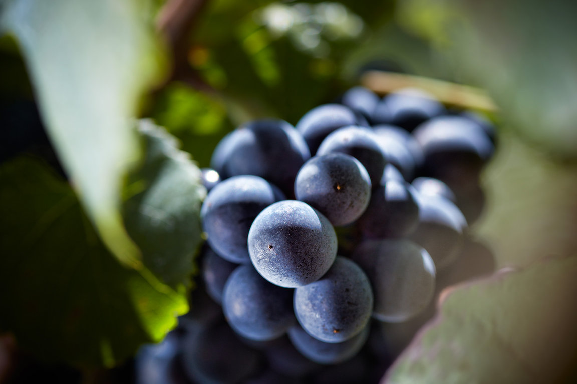 Domaine Jacques Prieur Harvests Pinot Noir #2