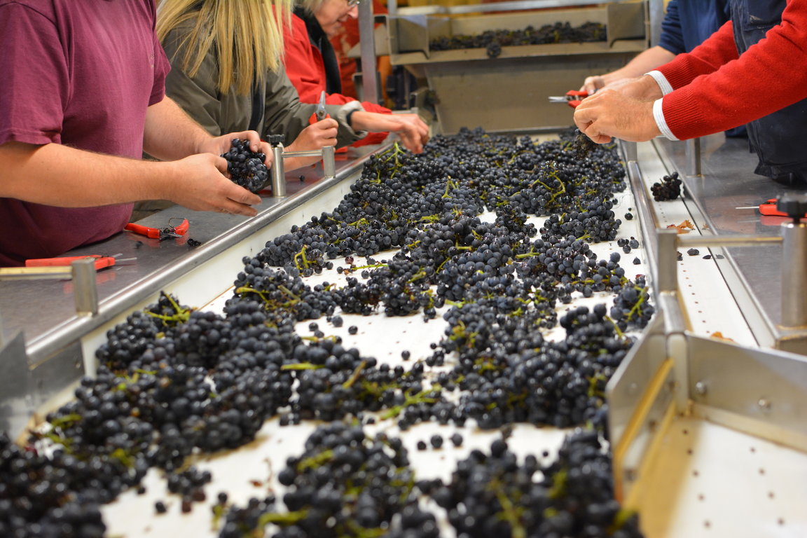 Domaine Jacques Prieur Sorting Table